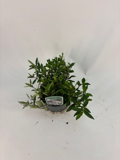 Parahebe catarractae BLUE AVALANCHE