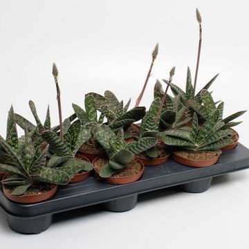 Gasteria 'Amour'