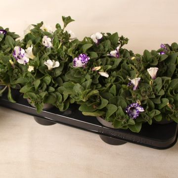 Petunia NIGHT SKY