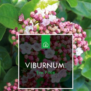 Viburnum tinus 'Eve Price'