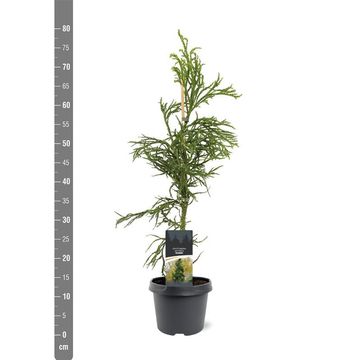 Cryptomeria japonica 'Rasen'