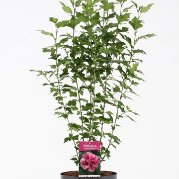 Hibiscus syriacus 'Duc de Brabant'