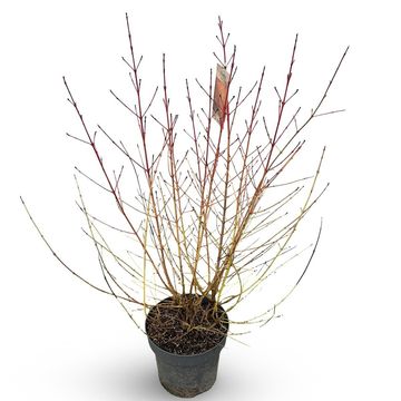 Cornus sanguinea 'Midwinter Fire'