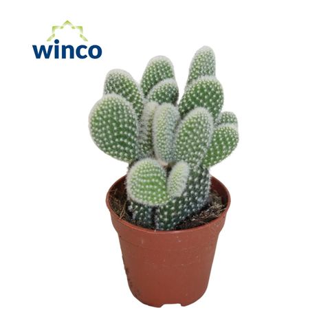 Opuntia microdasys 'Albispina'