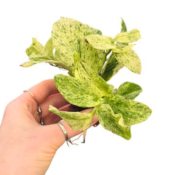 Rhaphidophora korthalsii