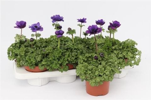 Anemone coronaria 'Harmony Blue'