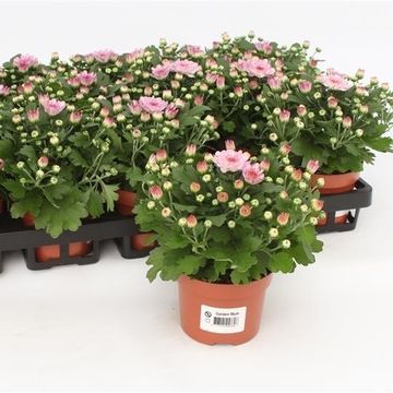 Chrysanthemum 'Braque Pink'