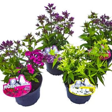 Phlox PANICULATA MIX