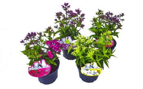 Phlox PANICULATA MIX