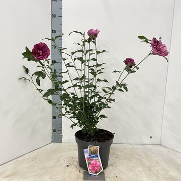 Hibiscus syriacus MAGENTA CHIFFON