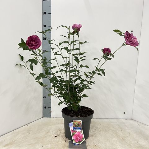 Hibiscus syriacus MAGENTA CHIFFON
