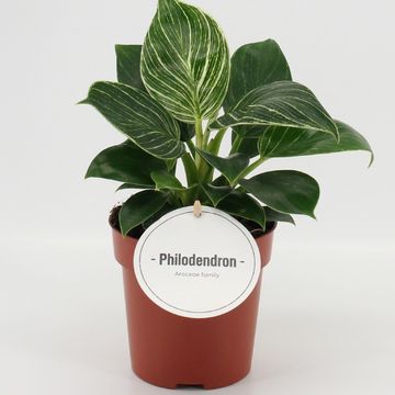 Philodendron 'White Wave'