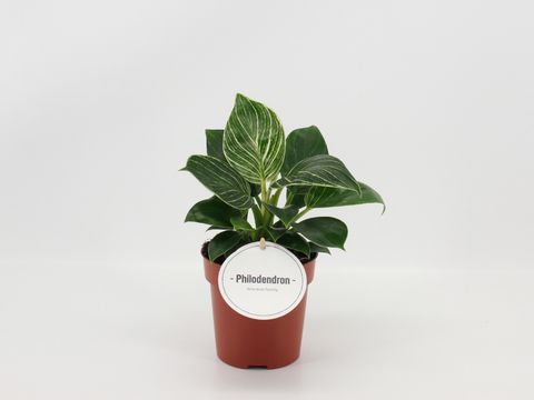 Philodendron 'White Wave'