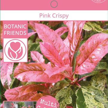 Photinia serratifolia PINK CRISPY