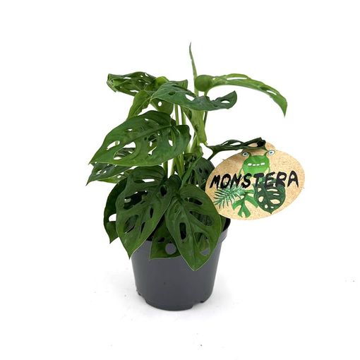 Monstera obliqua