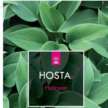 Hosta 'Halcyon'