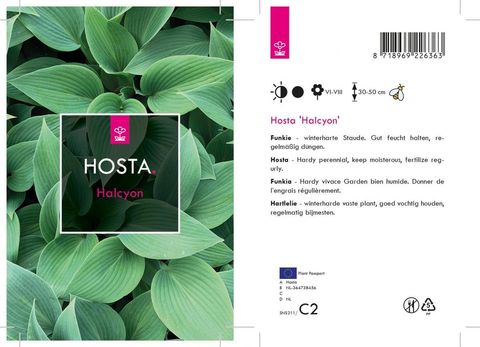 Hosta 'Halcyon'