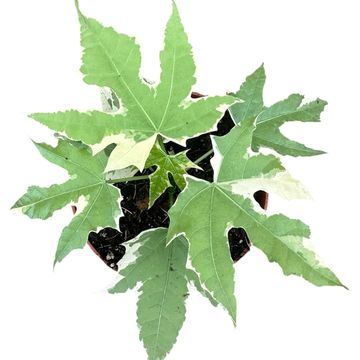 Cnidoscolus aconitifolius 'Variegata'