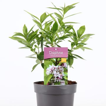 Daphne PERFUME PRINCESS