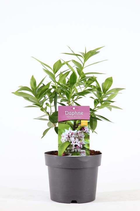 Daphne PERFUME PRINCESS