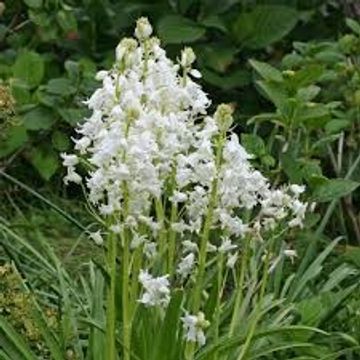 Hyacinthoides 'White Bells'