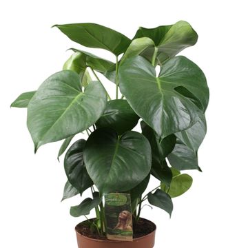 Monstera deliciosa