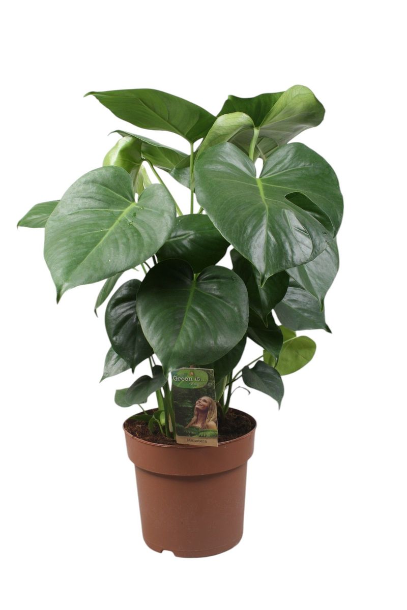 モンステラ Monstera deliciosa — Plant Wholesale FlorAccess