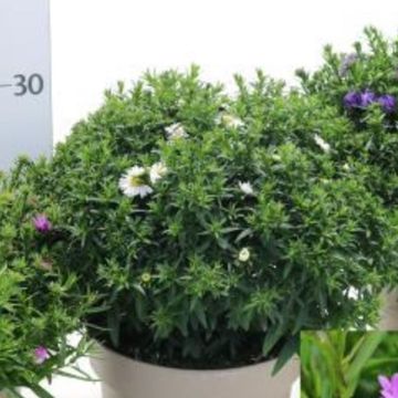 Aster 'La Vista White'