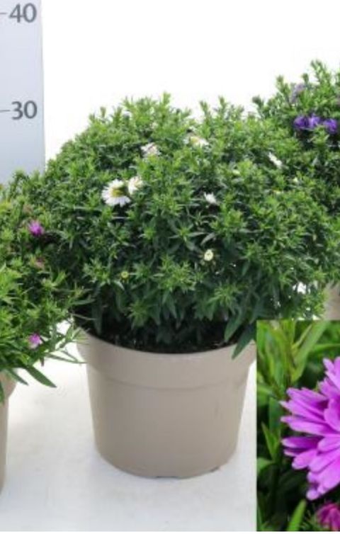 Aster 'La Vista White'