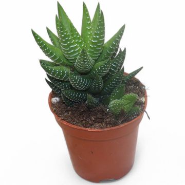 Haworthia coarctata