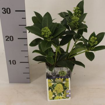 Skimmia japonica ВАЙТ ГЛОБ