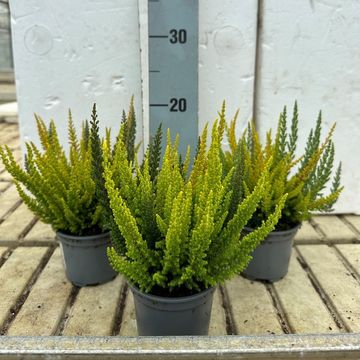 Calluna vulgaris SKYLINE MIX IN POT