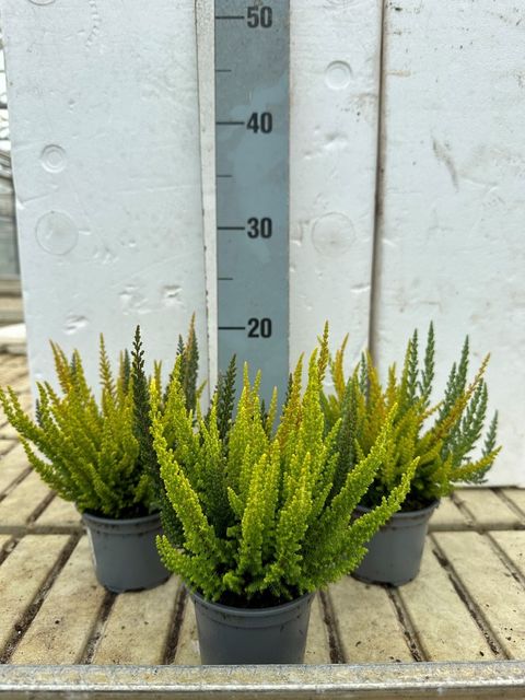 Calluna vulgaris SKYLINE MIX IN POT