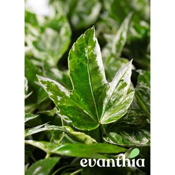 Fatsia japonica 'Spider's Web'