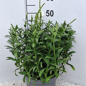 Physostegia virginiana 'Alba'