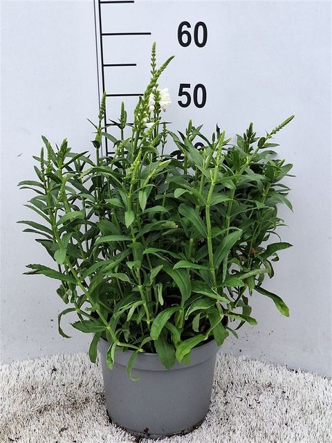 Physostegia virginiana 'Alba'