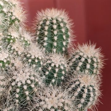 Trichocereus 'Multiproliferum'