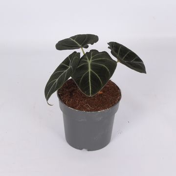 Alocasia 'Black Velvet'