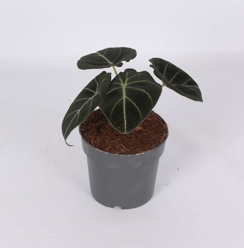Alocasia 'Black Velvet'