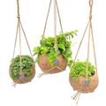 Plantes suspendues MIX