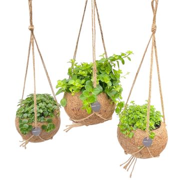 Hanging plants MIX