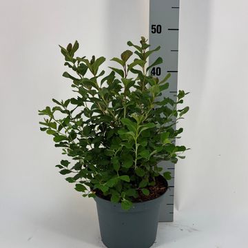 Spiraea betulifolia 'Tor'