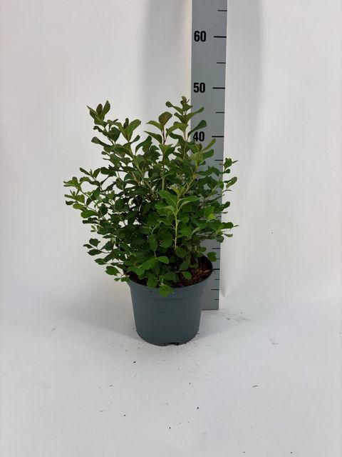 Spiraea betulifolia 'Tor'