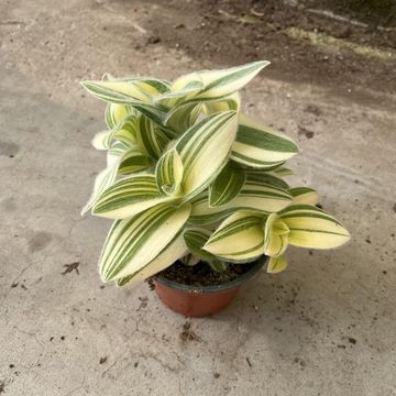 Tradescantia sillamontana 'Variegata'