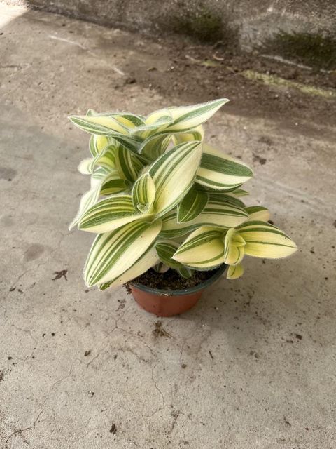 Tradescantia sillamontana 'Variegata'