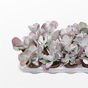 Cotyledon 'Coral'