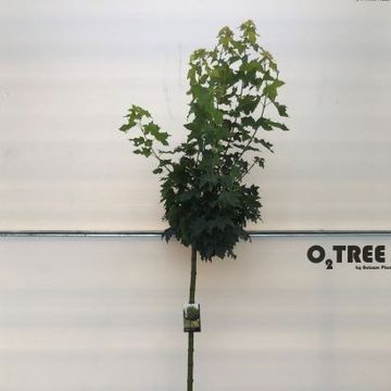 Acer platanoides 'Globosum'