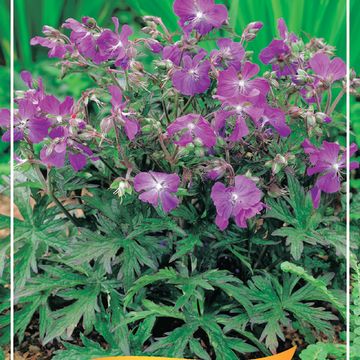 Geranium MIX
