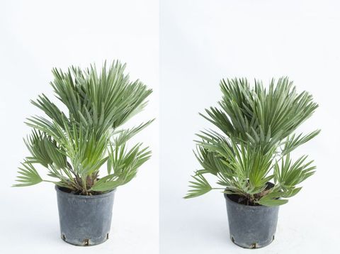 Chamaerops humilis 'Vulcano'