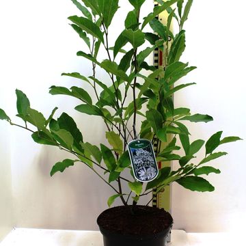 Magnolia stellata